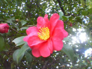 西淀川区の「区の花」サザンカが咲いてます。