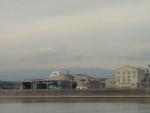 神崎川のホシハジロ