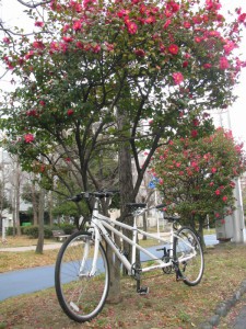 （写真）サザンカの木の前でタンデム自転車を撮影。ちょっと下からのアングル