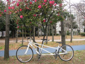 （写真）サザンカの木の前でタンデム自転車を撮影