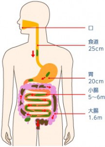 150807楽々呼吸会ブログ　消化器官系