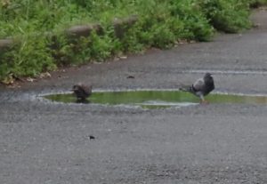 水たまりの水をのむキジバトとドバト